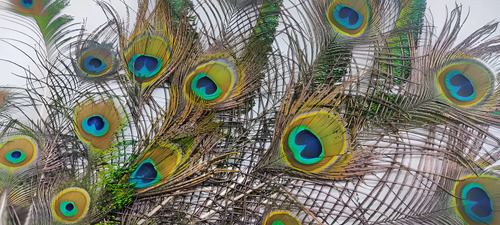 Plumas De Pavo Real De Granja Mayarí, Adquiridas Directamente, 12 A 35 cm, 21 Unidades