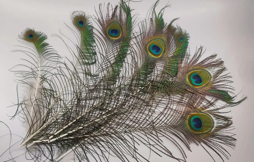 Plumas De Pavo Real De Granja Mayarí, Adquiridas Directamente, 12 A 35 cm, 21 Unidades - foto 10
