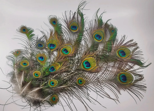 Plumas De Pavo Real De Granja Mayarí, Adquiridas Directamente, 12 A 35 cm, 21 Unidades - foto 2