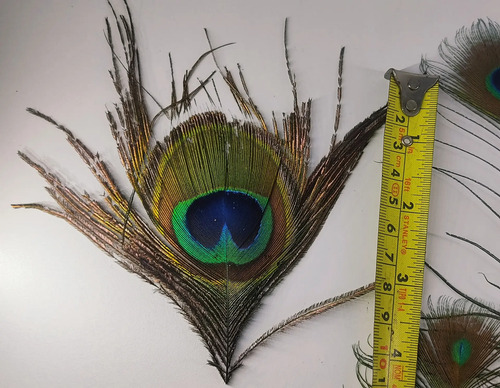 Plumas De Pavo Real De Granja Mayarí, Adquiridas Directamente, 12 A 35 cm, 21 Unidades - foto 5