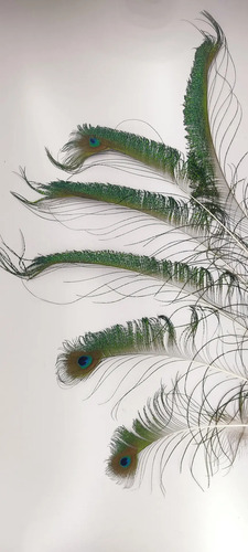 Plumas De Pavo Real De Granja Mayarí, Adquiridas Directamente, 12 A 35 cm, 21 Unidades - foto 7