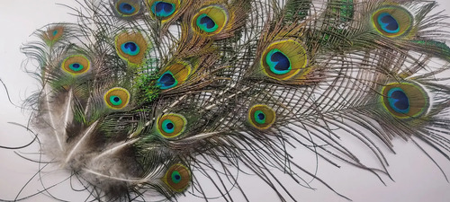 Plumas De Pavo Real De Granja Mayarí, Adquiridas Directamente, 12 A 35 cm, 21 Unidades - foto 8