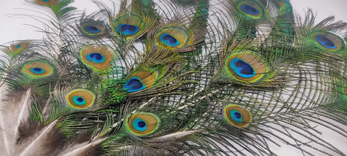Plumas De Pavo Real De Granja Mayarí, Adquiridas Directamente, 12 A 35 cm, 21 Unidades - foto 9