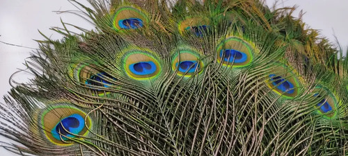 Plumas De Pavo Real De Granja Mayarí, Adquiridas Directamente, 28 cm, 34 Unidades