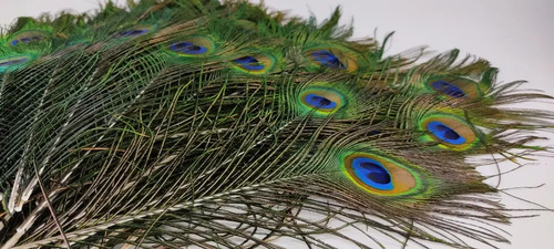 Plumas De Pavo Real De Granja Mayarí, Adquiridas Directamente, 28 cm, 34 Unidades - foto 3