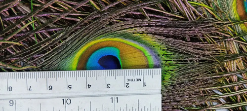 Plumas De Pavo Real De Granja Mayarí, Adquiridas Directamente, 28 cm, 34 Unidades - foto 4