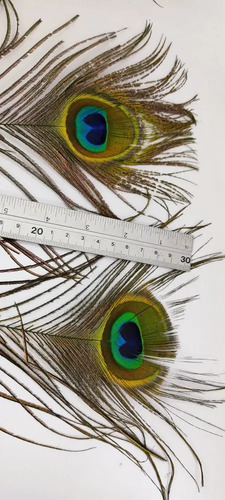 Plumas De Pavo Real De Granja Mayarí, Adquiridas Directamente, 28 cm, 34 Unidades - foto 5
