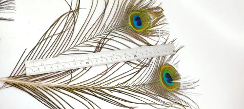 Plumas De Pavo Real De Granja Mayarí, Adquiridas Directamente, 28 cm, 34 Unidades - foto 7
