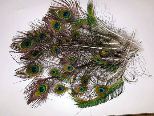 Plumas De Pavo Real 10-40cm, 22 Unid. Decoración Azul