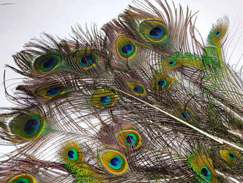 Plumas De Pavo Real 10-40cm, 22 Unid. Decoración Azul - foto 3