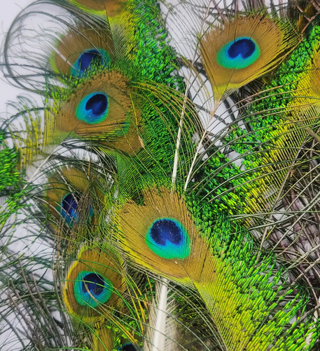Plumas De Pavo Real, 10 A 30 cm, 34 Unidades