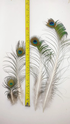Plumas De Pavo Real, 10 A 30 cm, 34 Unidades - foto 3