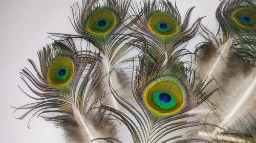 Plumas De Pavo Real, 10 A 30 cm, 34 Unidades - foto 9
