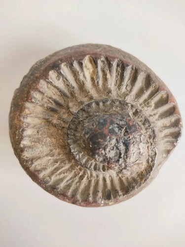 Fósil De Ammonite En Piedra, Amonita