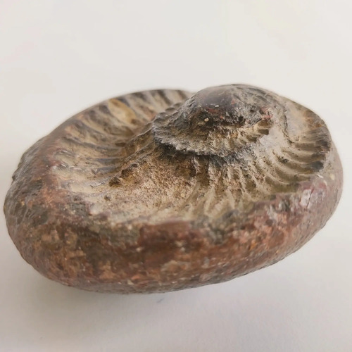 Fósil De Ammonite En Piedra, Amonita - foto 10