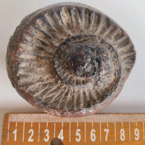 Fósil De Ammonite En Piedra, Amonita - foto 2