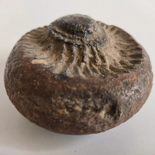 Fósil De Ammonite En Piedra, Amonita - foto 4