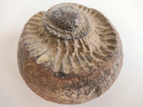 Fósil De Ammonite En Piedra, Amonita - foto 5