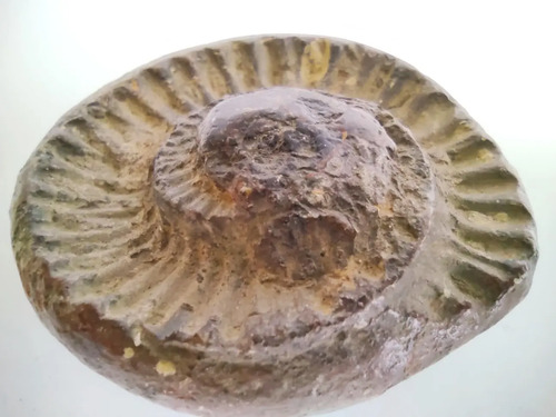 Fósil De Ammonite En Piedra, Amonita - foto 6