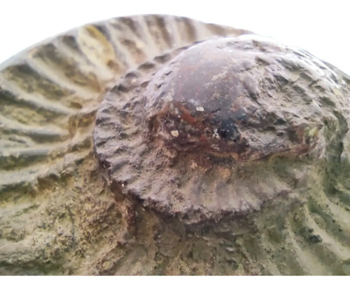 Fósil De Ammonite En Piedra, Amonita - foto 7
