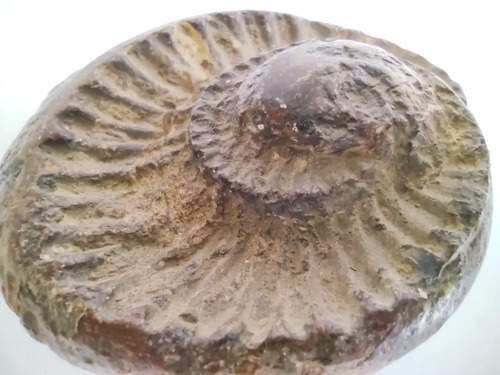Fósil De Ammonite En Piedra, Amonita - foto 8