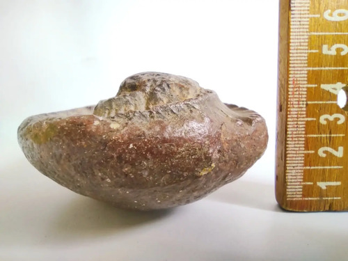 Fósil De Ammonite En Piedra, Amonita - foto 9